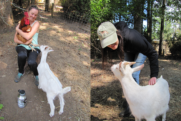 Two photos showing people interacting with goats. A woman holds a chicken while a goat stands on its hind legs. Another woman pets a goat.