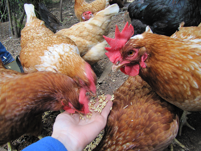 Hand feeding a flock of chickens; mostly brown with red combs, gathered around a hand offering grain.