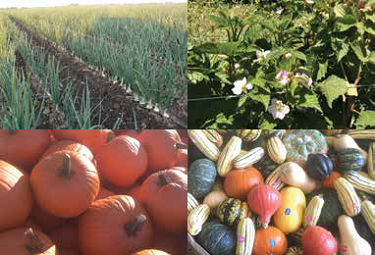 Four images of crops. Top left: rows of green onions. Top right: blackberry plants. Bottom left: orange pumpkins. Bottom right: variety of colorful gourds.