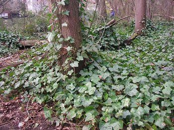 Green ivy covers the ground and climbs the trunk of a tree in a wooded area.