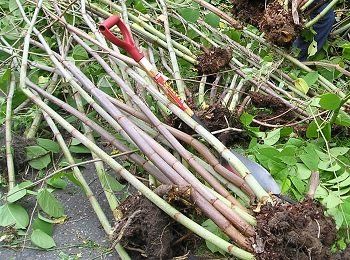 Bundle of Japanese knotweed stalks with roots, red-handled shovel, and green leaves, lying on the ground.