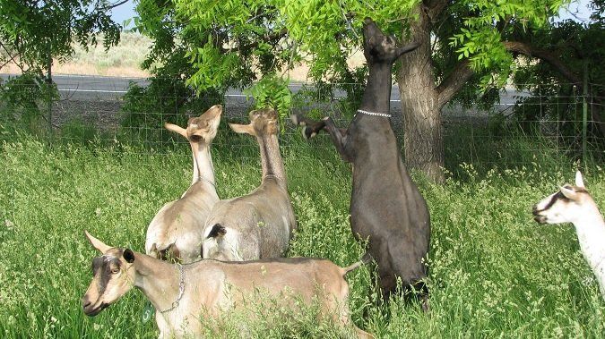 A group of goats and alpacas in a grassy field; one goat is standing on its hind legs reaching for leaves in a tree.