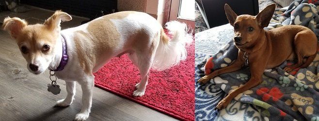 Two small dogs, one white and tan standing on a red rug, the other brown resting on a patterned blanket.