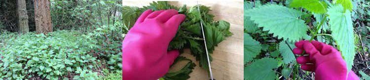 Person wearing pink gloves harvesting nettles in a forest. The gloves are touching and cutting the plants.