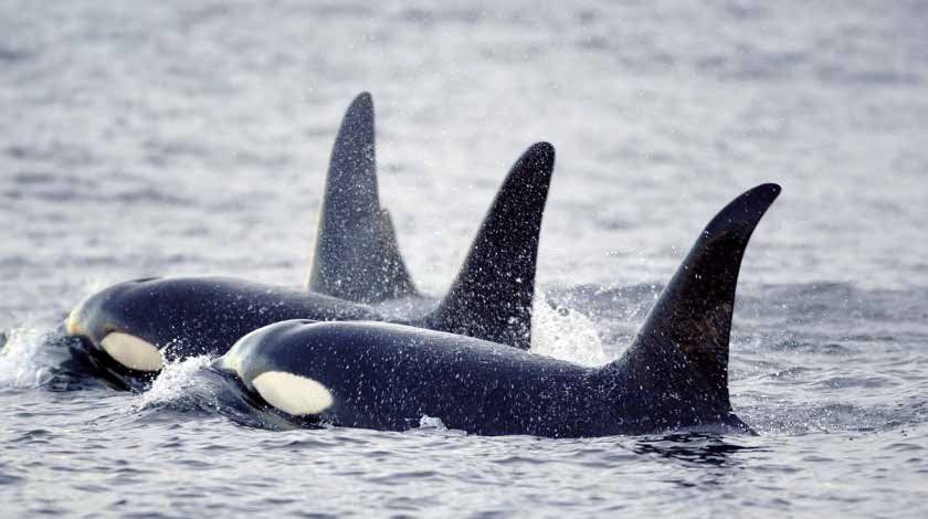 Two orcas swim in the ocean, their black and white bodies partially submerged. Water sprays from their fins as they surface.