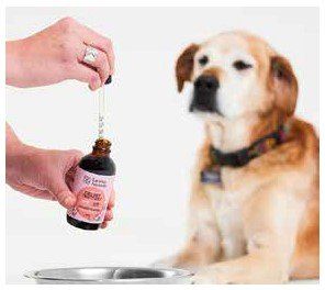 A person is dripping liquid from a brown bottle into a bowl, in front of a golden retriever.