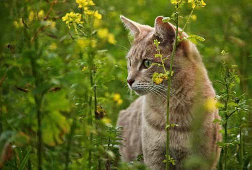 A light brown tabby cat with green eyes, looking left, sits among green plants and yellow flowers.