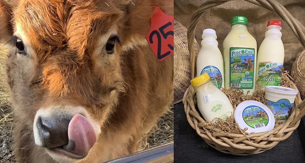 A brown calf licking its nose next to a basket of various dairy products.
