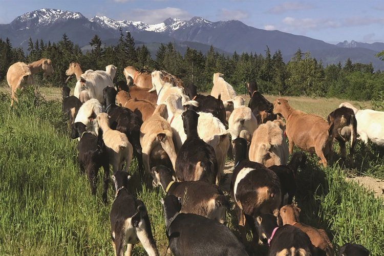 A herd of goats grazing in a green field, with mountains and trees in the background.