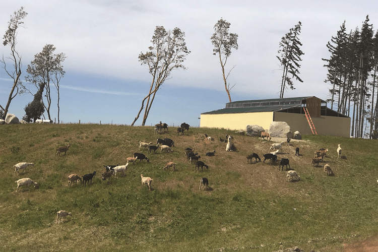 Goats graze on a grassy hillside near a yellow building and a line of trees under a blue sky.