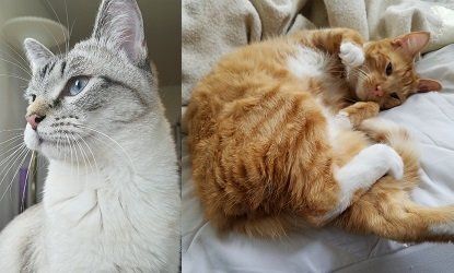 Two cats: a grey and white cat looking to the side, and an orange and white cat curled up resting.