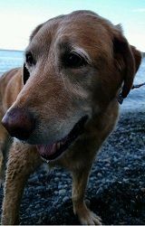 Golden Labrador dog standing on a pebbled beach, gazing to the side, with a slight smile.