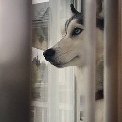 A Husky with striking blue eyes looks out a window, gazing intently. The dog's fur is black and white.