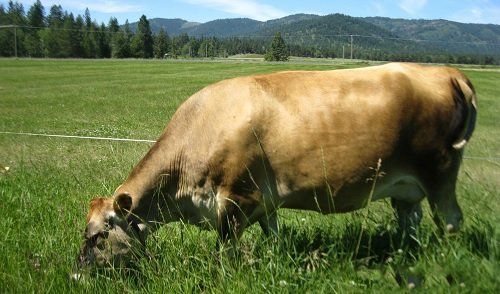 A tan cow grazing in a green pasture with a mountain backdrop.