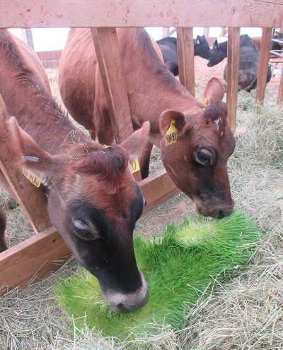 Two brown cows eating fresh green sprouts from a low trough, with other cows in the background behind a wooden fence.