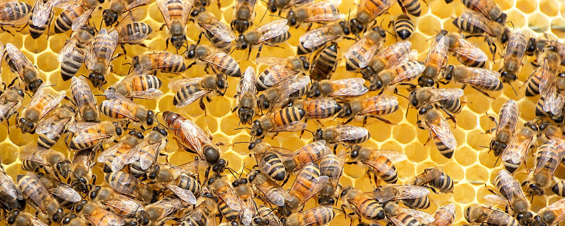 A Gardener's Guide To Protecting Honey Bees