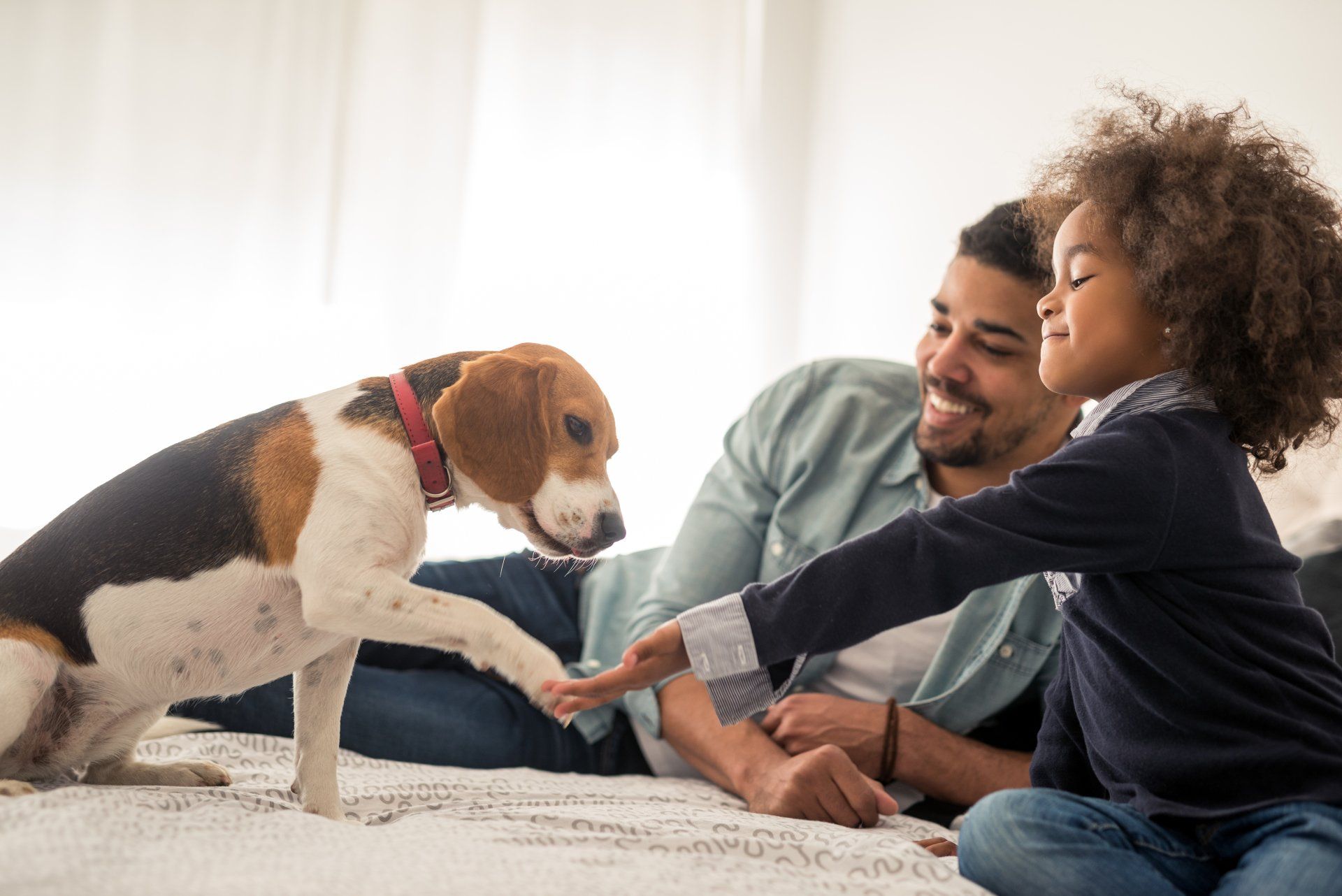 A Black father and his young daughter on a bed are interacting with a dog. The girl is giving the dog a high-five.