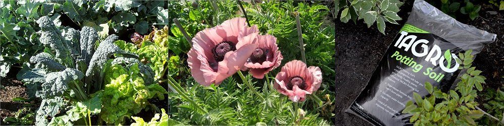 Close-up of pink poppies in a garden bed with green foliage. Bag of 