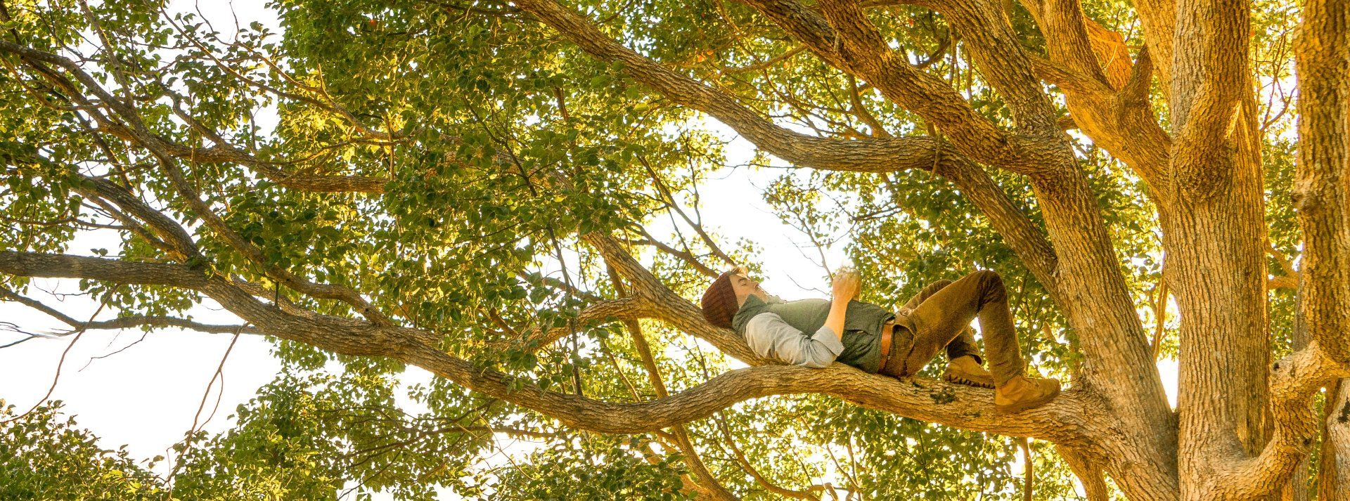 Person reclining on a branch of a large tree, reading a book. The setting is outdoors, with sunlight filtering through the leaves.