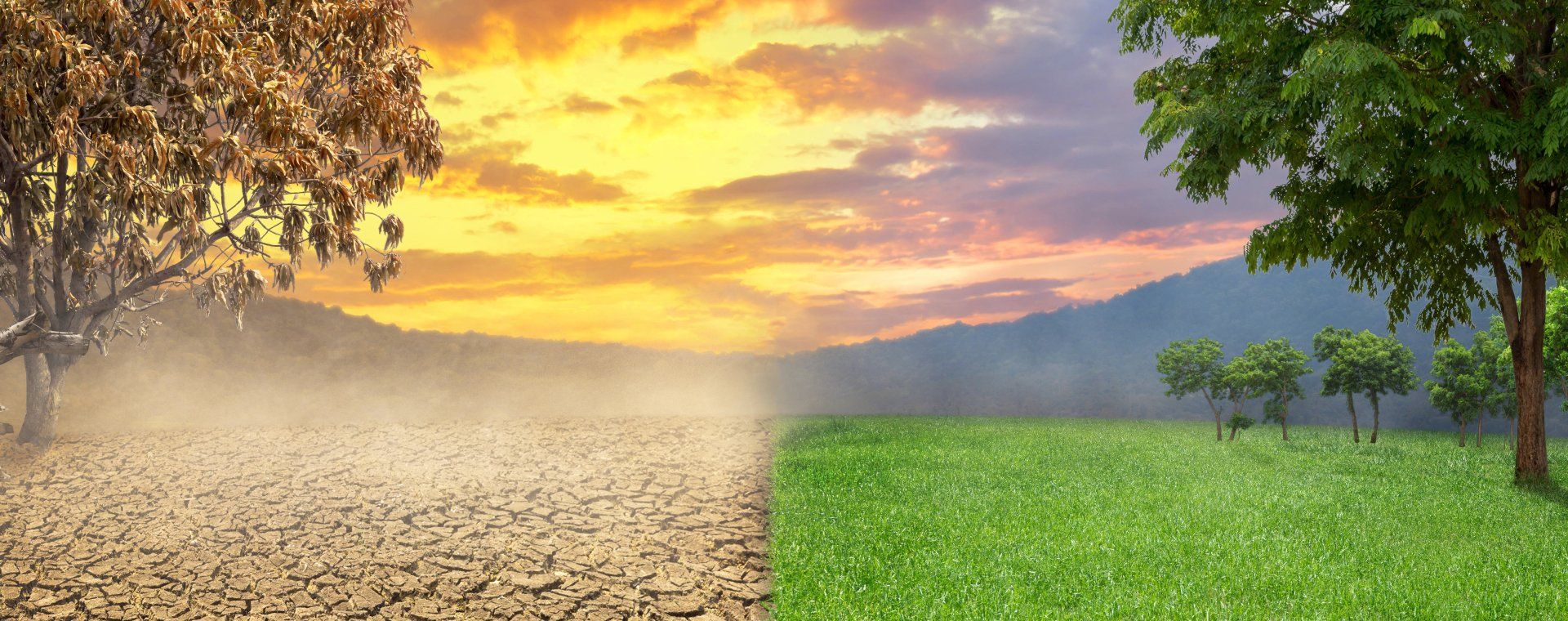 Half a landscape shows a drought with a dry tree, the other half lush green with trees and grass; a vivid sky.