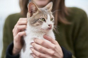 A person holding a gray and white cat, outdoors. The cat looks to the side, with green eyes.