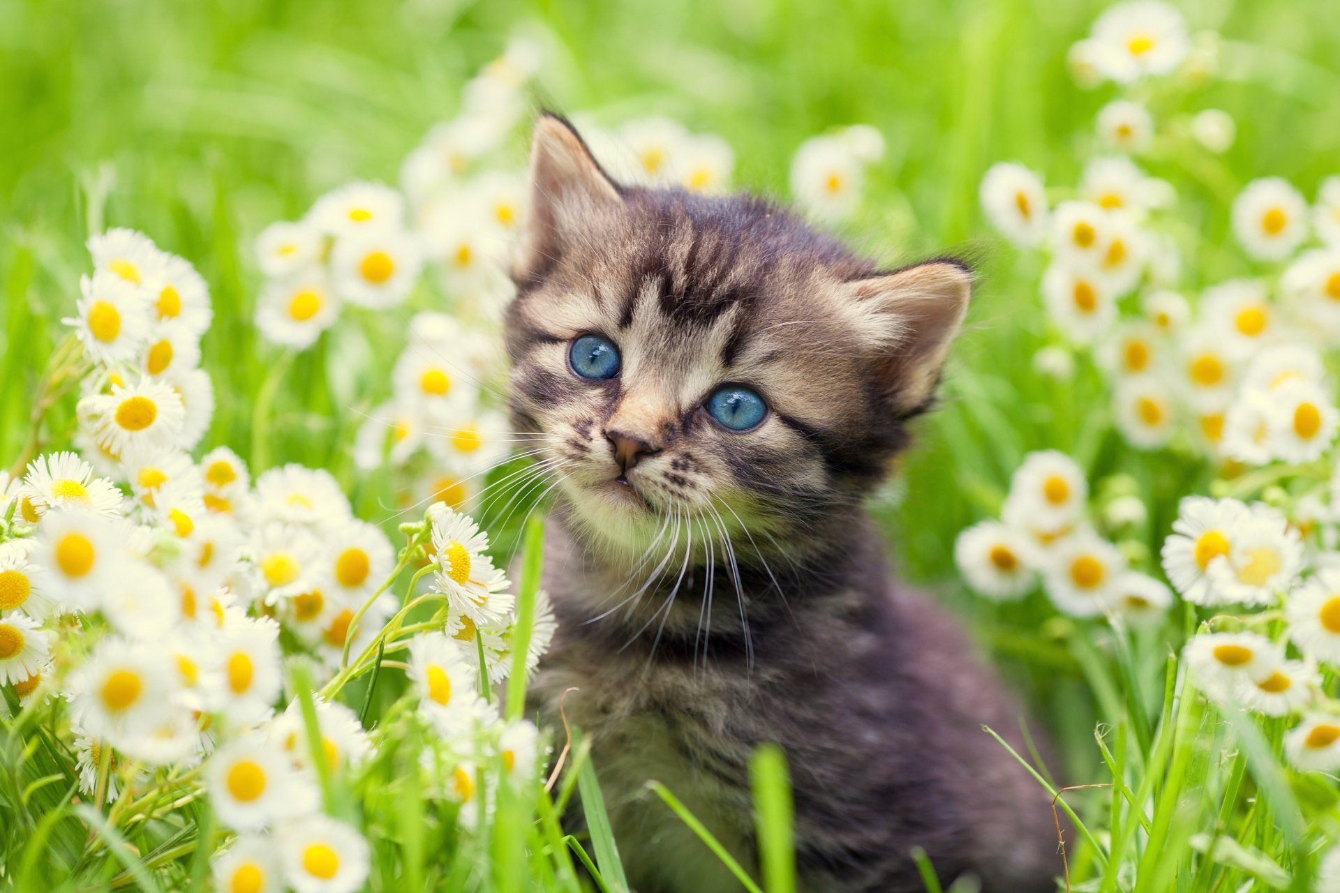Kitten with Blue Eyes - Colorado Springs, CO - Colorado Cats Behavior
