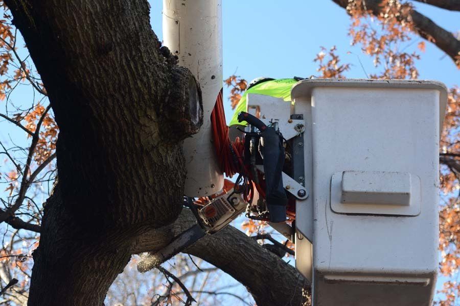 Tree Branches Getting in the Way of Your Mid-Missouri Home? Call Arborists at Braik’s Tree Care!