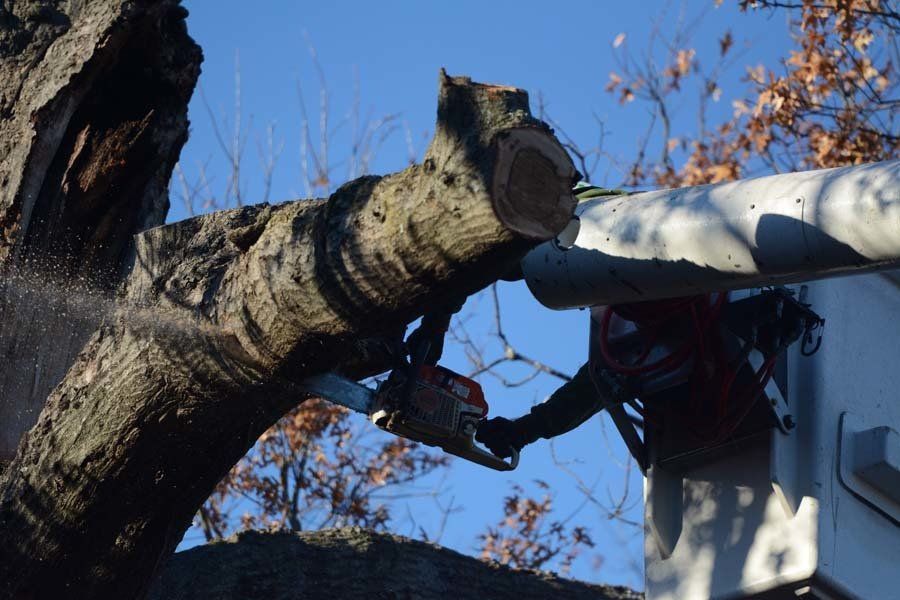 Braik’s Tree Care Removes Unnecessary Tree Limbs for Mid-Missouri Homes in Columbia, MO.