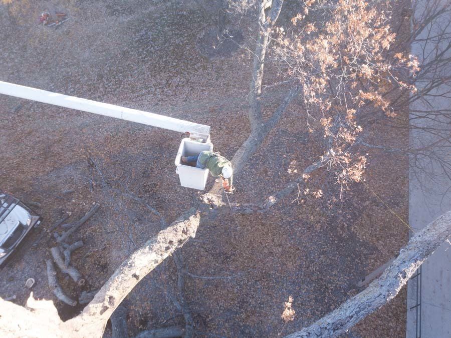 Dedicated Staff of Braik’s Tree Care Removing Limbs on an Aerial Lift for Business in Columbia, MO.