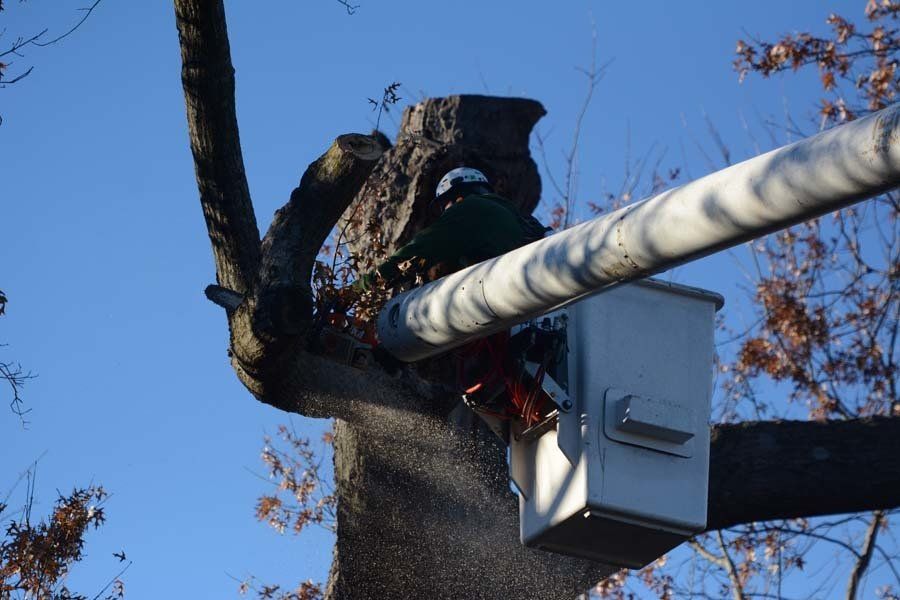 Braik’s Tree Care in the Process of Sawing a Tree for a Home in the Columbia, MO Area. Learn More.