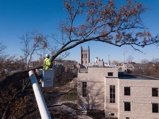 7 Reasons Why You Need Professional Tree Care