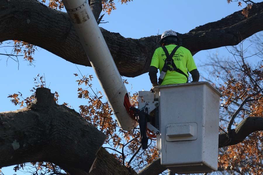 The Staff at Braik’s Tree Care is Dedicated to Quality Residential Tree Care in Columbia, MO.