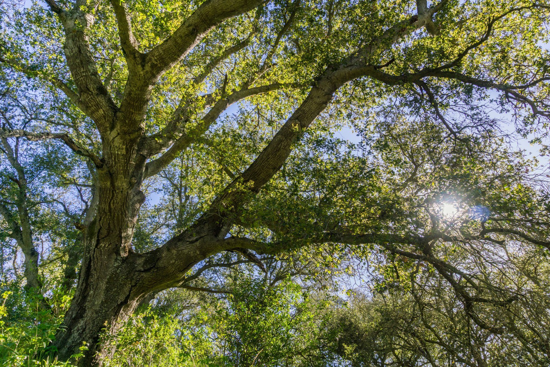 Looking Up at a Shady Tree, Which Braik's Tree Care Offers Maintenance for in Columbia, MO