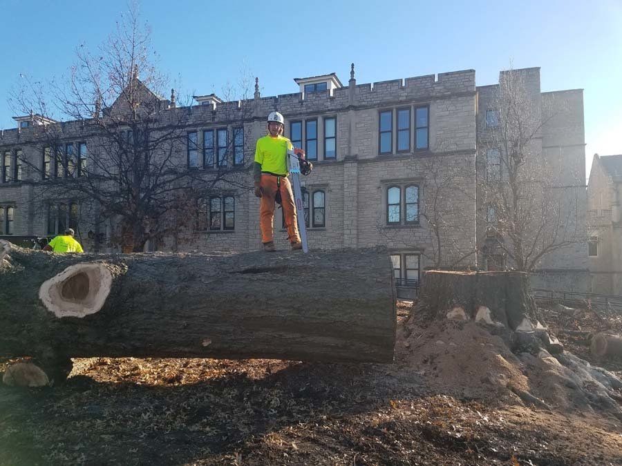 A Braik’s Tree Care Worker Standing on a Chopped Down Commercial Tree in Columbia, MO.