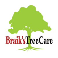Tree Removal In Columbia Mo Braik S Tree Care