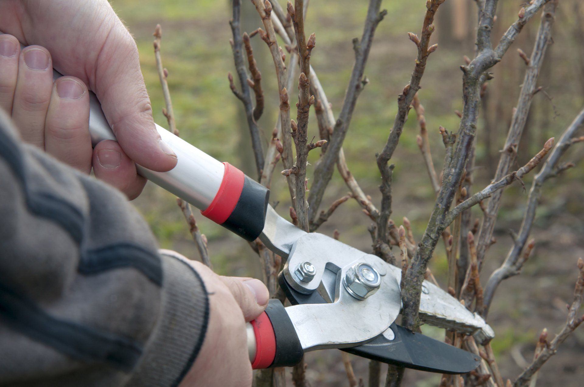 Braik's Tree Care offers winter tree pruning and tree trimming in Columbia, MO.