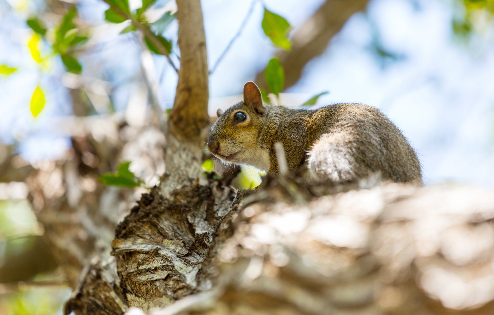 Keep Rodents Away From Your Trees With Braik's Tree Care