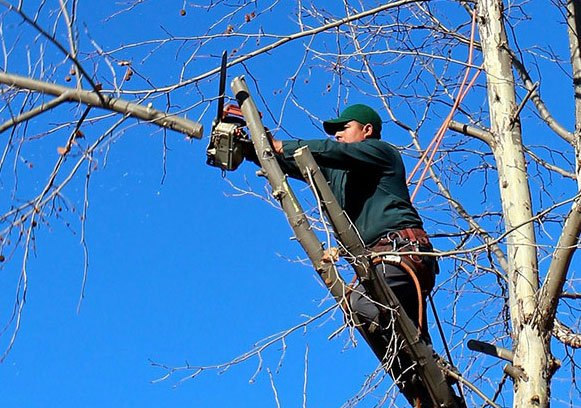 Hire a certified arborist for your tree care needs this spring.
