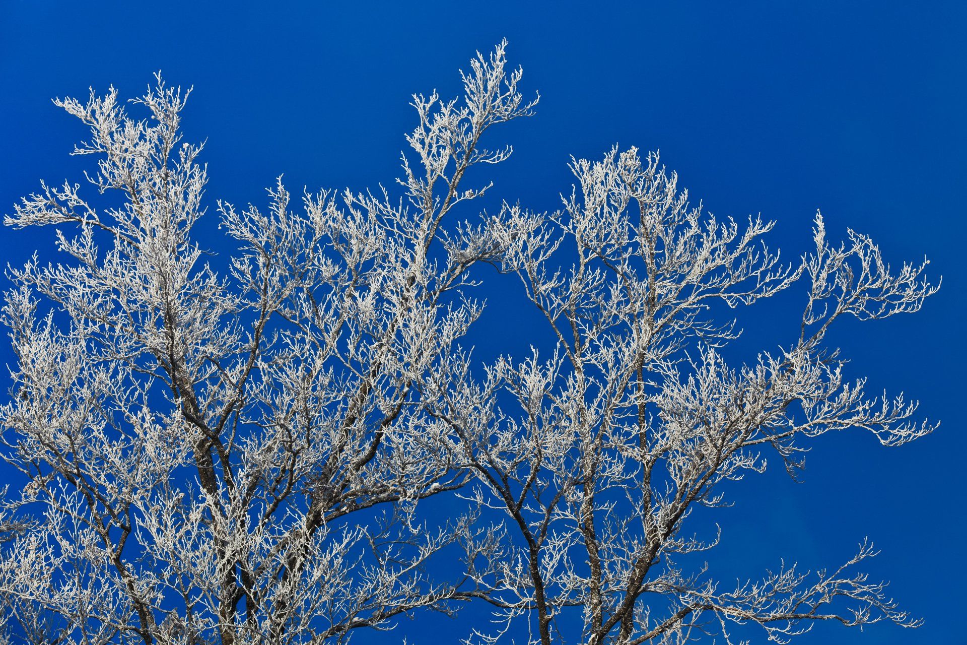 Read Braik's Tree Care in Columbia, MO's guide to preparing your trees for winter.