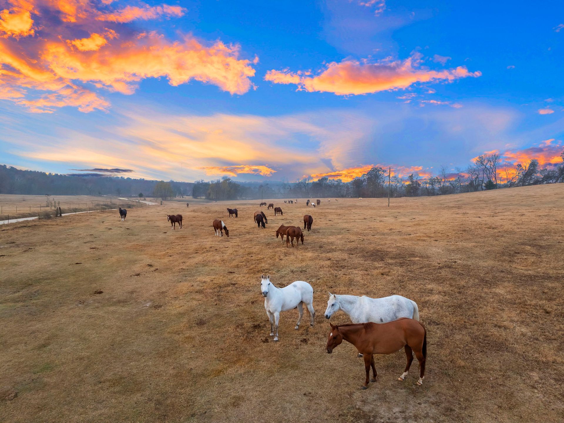 A herd of horses grazes in a vast, dry field under a vibrant orange and blue sunset sky.