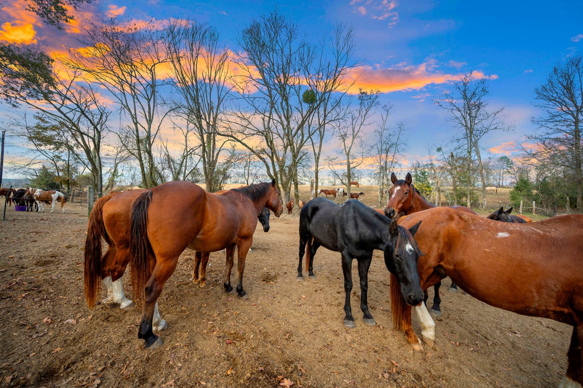 Several horses of various colors graze in a dirt field beneath a vibrant orange and blue sunset sky.