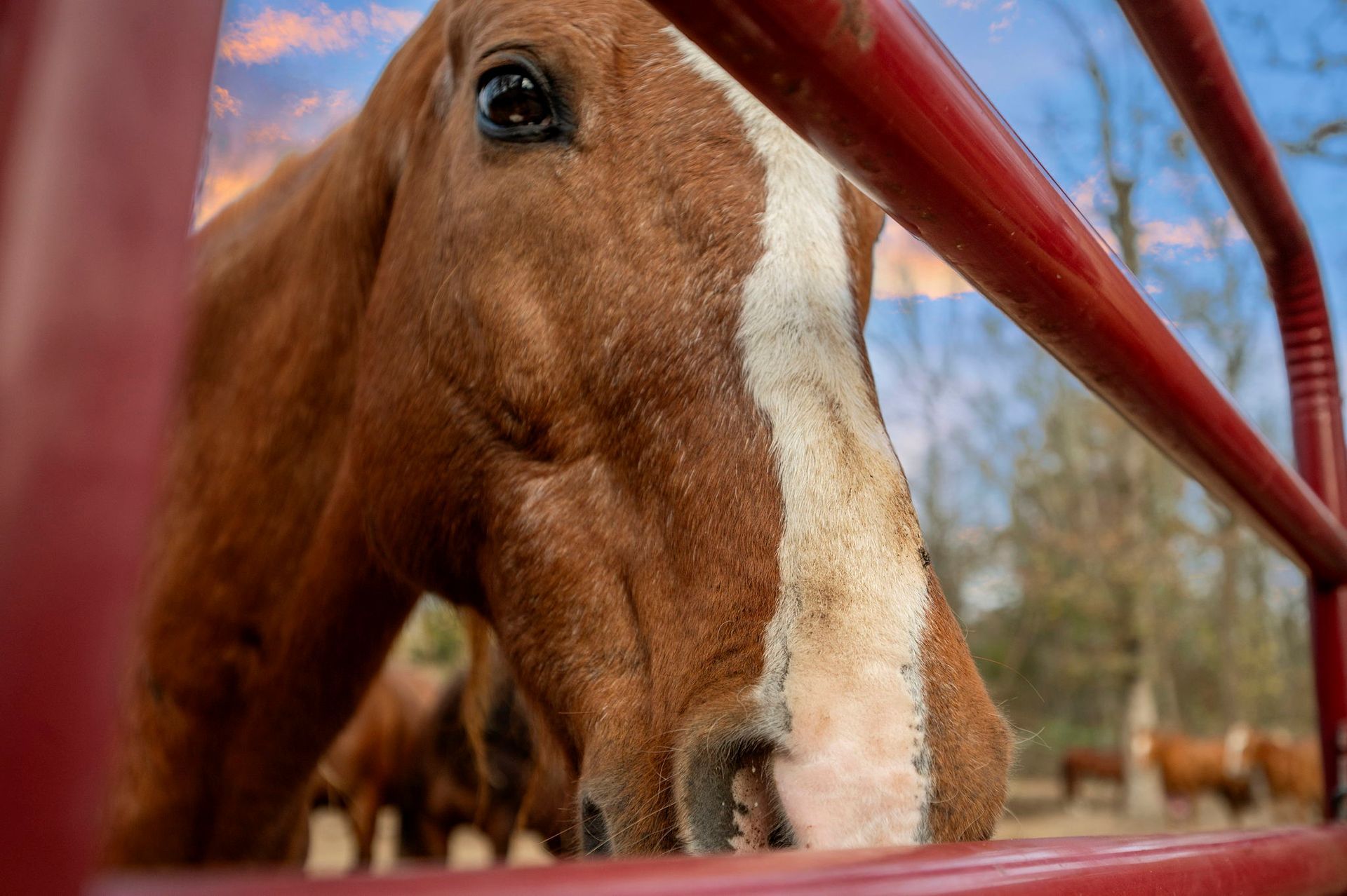 A brown horse with a white stripe on its face looks through a red metal fence at sunset.