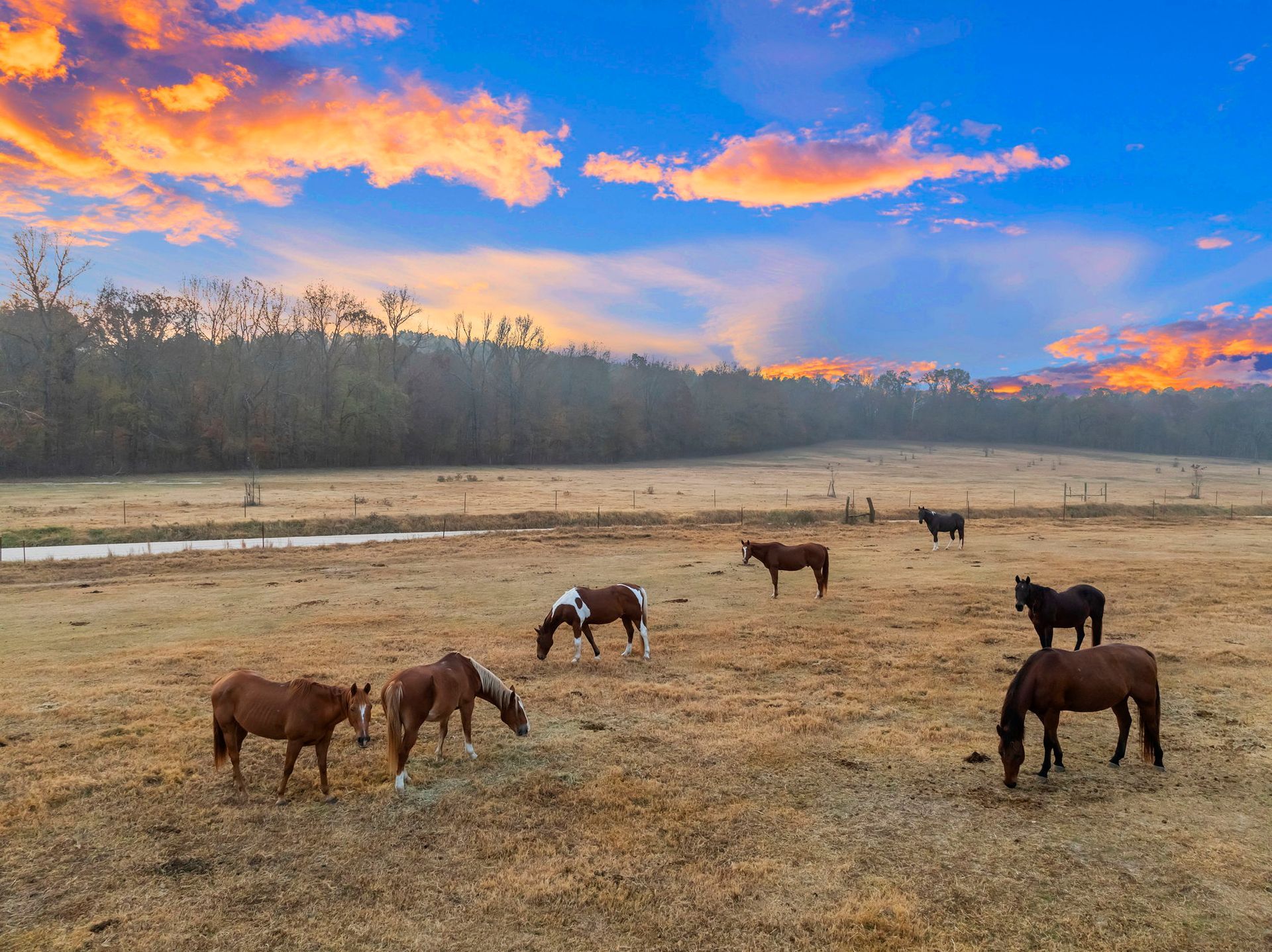 A group of horses grazes in a large, dry field at sunset under a bright orange and blue sky.