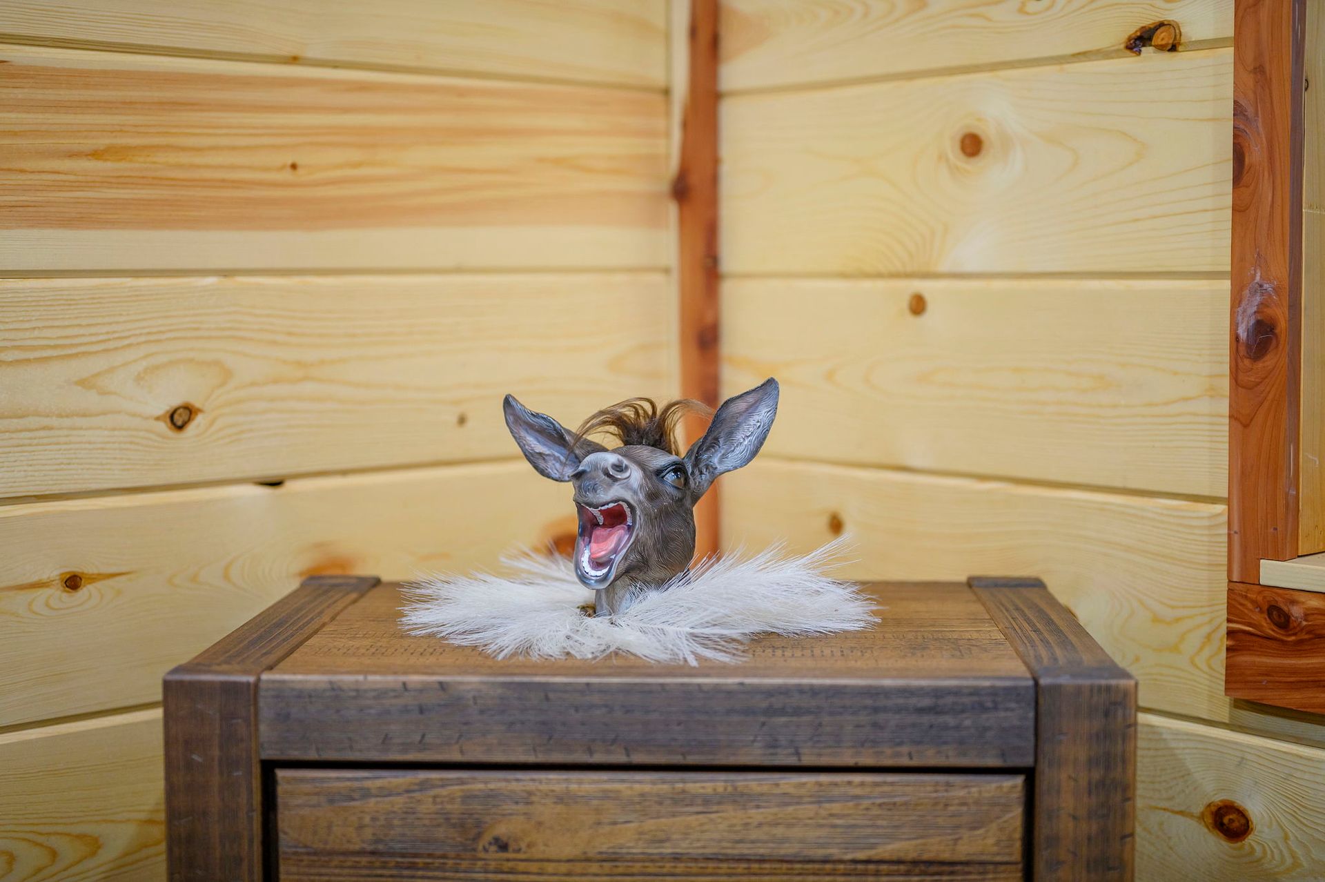 A taxidermy donkey head with its mouth open on a white ruff sits atop a wooden table against a paneled wood wall.