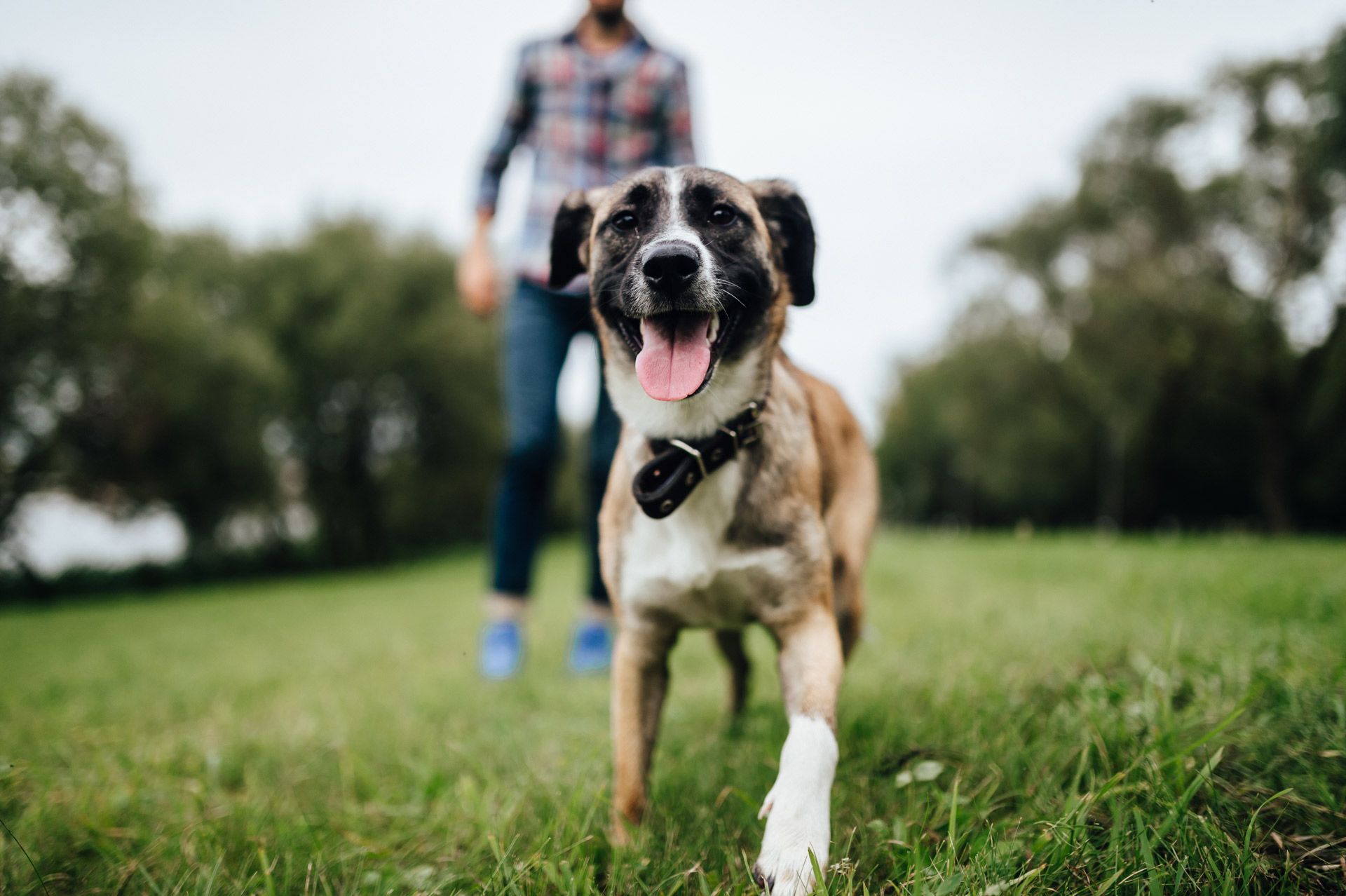 Dog With Color in Park