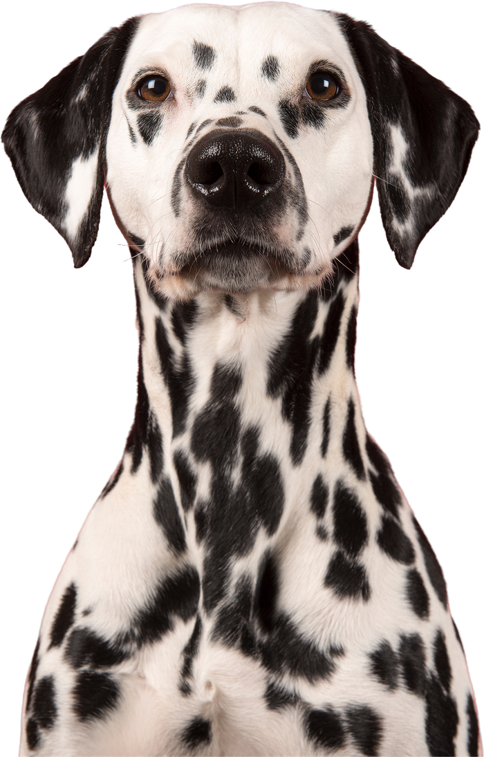 Dalmatian