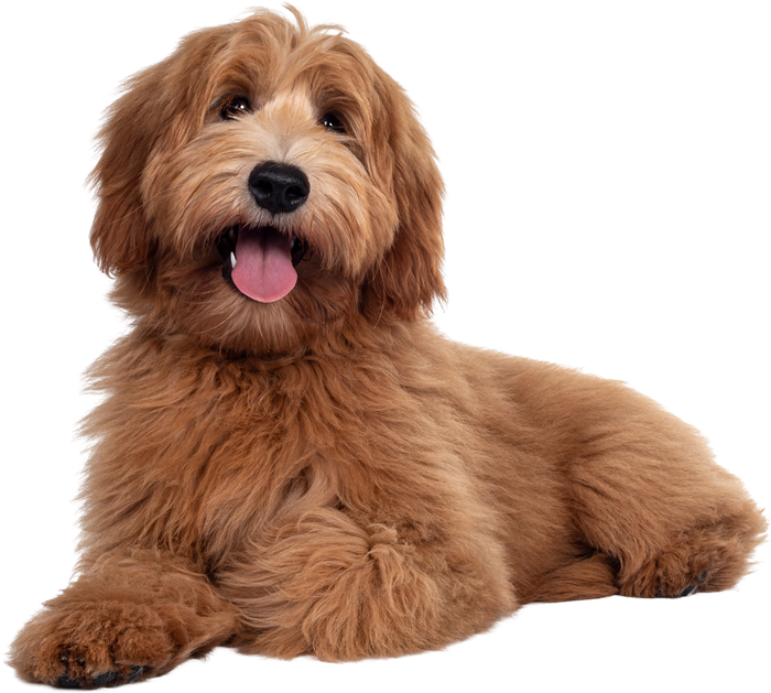 Apricot Labradoodle