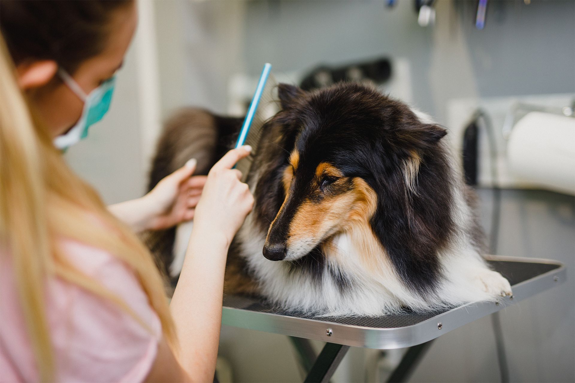 Grooming a Collie