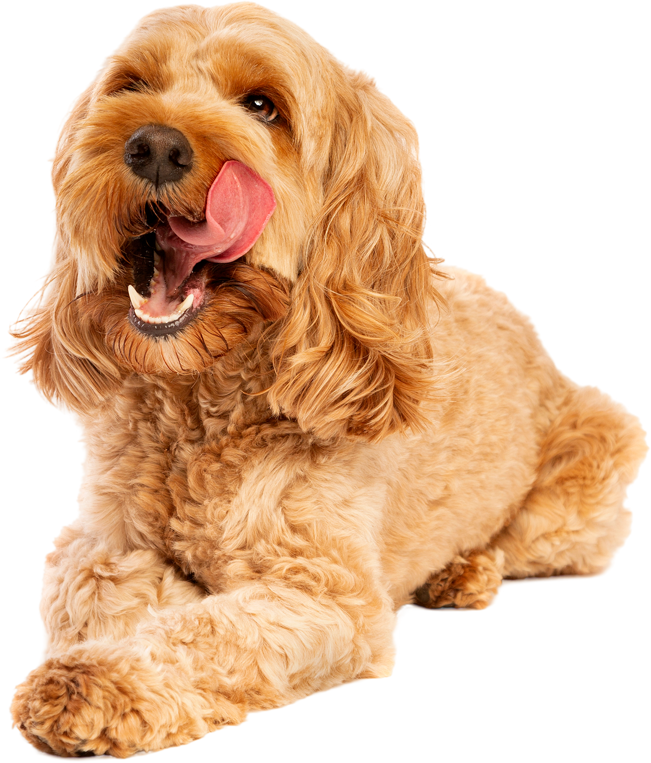 Brown Cockapoo