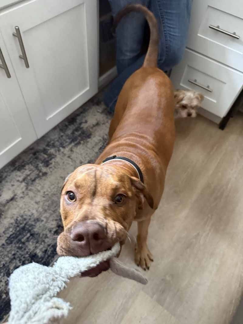 Brown dog playing tug-of-war with a toy, looking at the camera. A small dog watches from behind.
